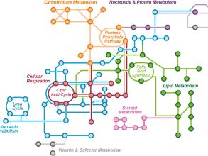Image of metabolic pathways